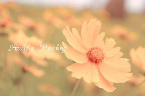 杏子黄时麦子熟——沂河岸边的麦田